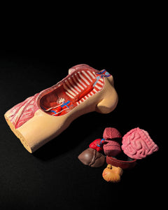 Anatomical Human Body Model | 3D Printer Model Files