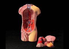 Anatomical Human Body Model | 3D Printer Model Files