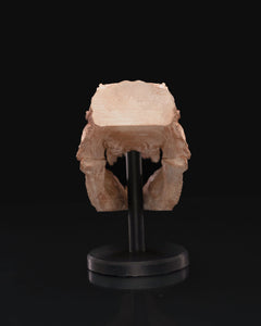Carved T-Rex Skull | 3D Printer Model Files