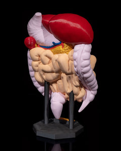 Digestive System Anatomical Model | 3D Printer Model Files