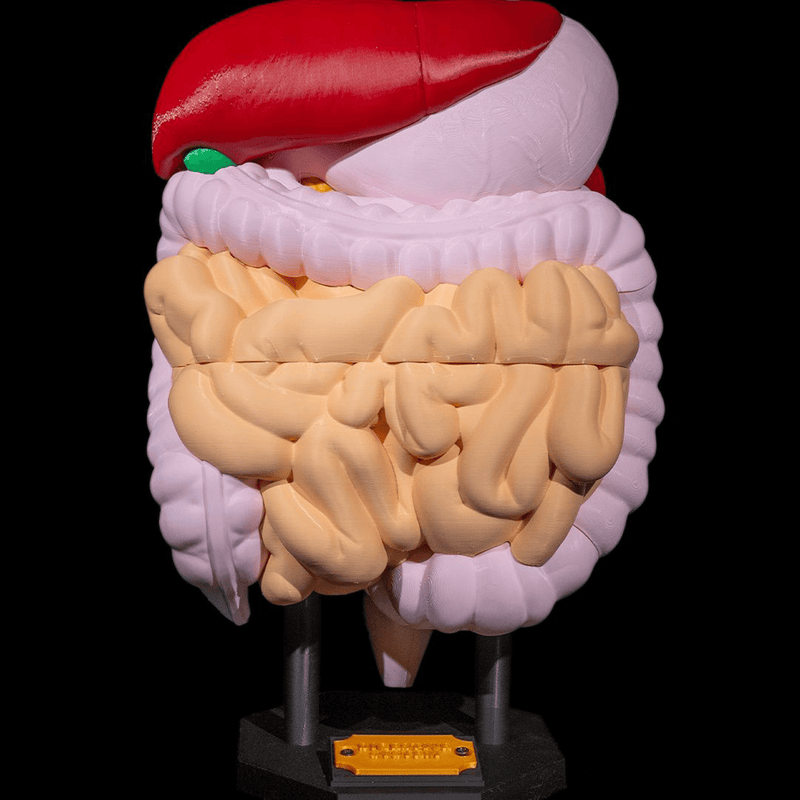 Digestive System Anatomical Model | 3D Printer Model Files