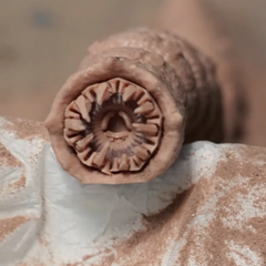 Dune Flexi Sandworm Articulated | 3D Printer Model Files