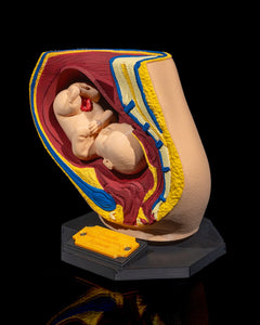 Female Reproductive System | 3D Printer Model Files