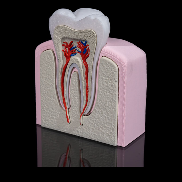 Healthy Premolar Tooth 3D Printer Model Files