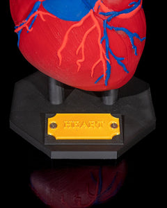 Heart Anatomical Model | 3D Printer Model Files
