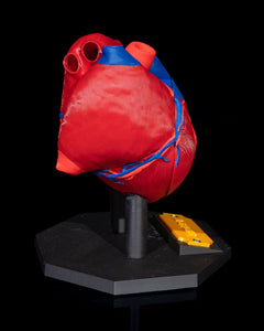 Heart Anatomical Model | 3D Printer Model Files
