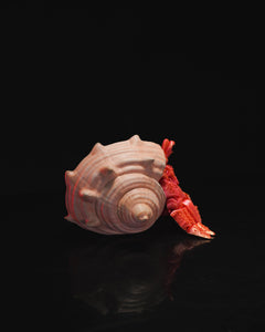 Hermit Crab in Shell - Articulated