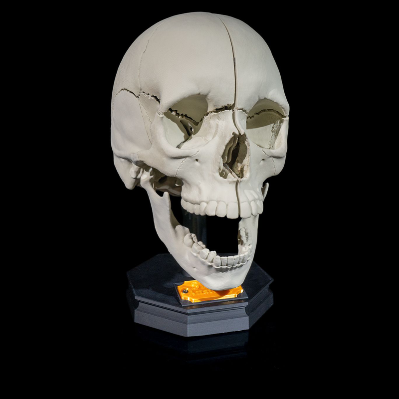 Human Adult Skull