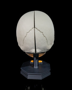 Human Adult Skull | 3D Printer Model Files