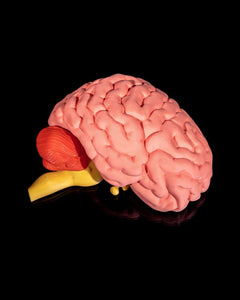Human Brain | 3D Printer Model Files