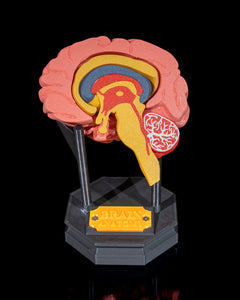 Human Brain | 3D Printer Model Files