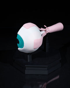 Human Eye | 3D Printer Model Files