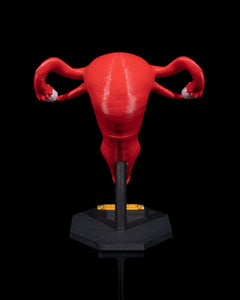Human Uterus | 3D Printer Model Files