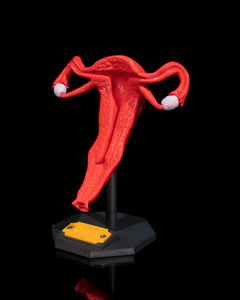 Human Uterus | 3D Printer Model Files