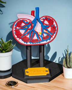 Kidney Anatomical Model | 3D Printer Model Files