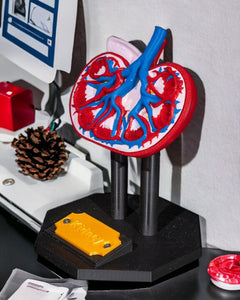 Kidney Anatomical Model | 3D Printer Model Files