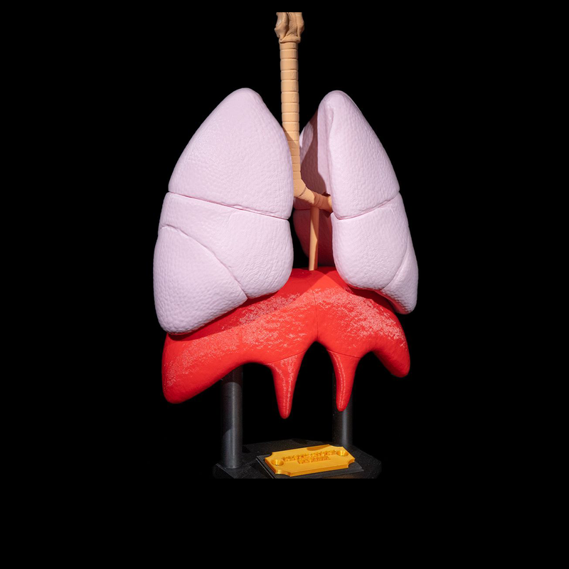 Lung Anatomical Model | 3D Printer Model Files