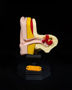 Outer and Inner Ear | 3D Printer Model Files