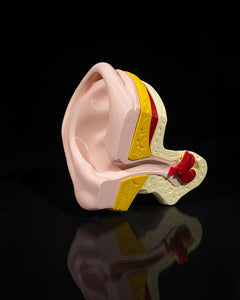 Outer and Inner Ear | 3D Printer Model Files