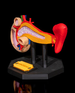 Pancreas Anatomical Model | 3D Printer Model Files