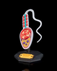 Sperm Cell | 3D Printer Model Files