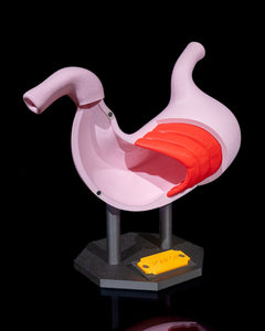 Stomach Anatomical Model | 3D Printer Model Files