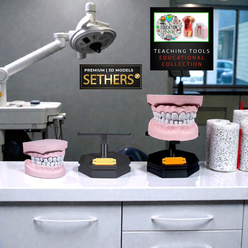 Upper and Lower Dental Arch | Teaching Tools | 3D Printing Models