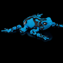 Poison Dart  Frog | Articulated | 3D Printer Model Files