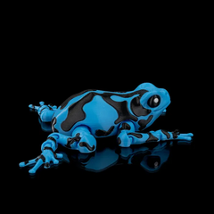 Poison Dart  Frog | Articulated | 3D Printer Model Files