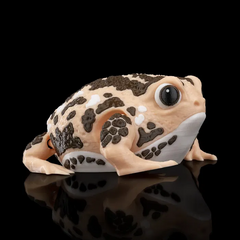 Rain Frog | Articulated | 3D Printer Model Files