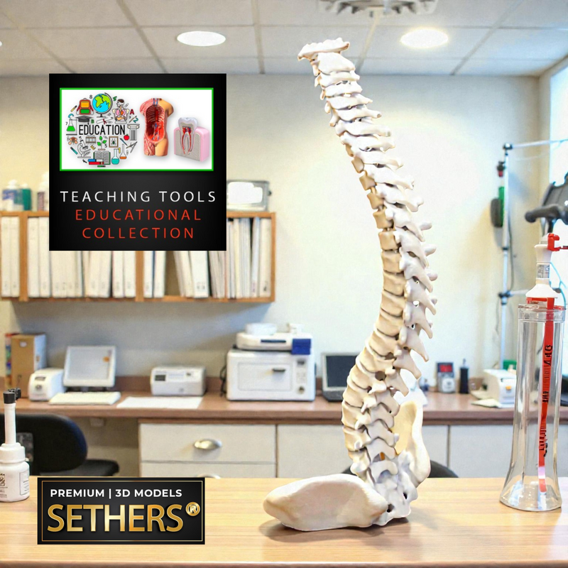 Anatomical Human Spine Model | Educational | 3D Printer Model Files