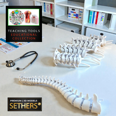 Anatomical Human Spine Model | Educational | 3D Printer Model Files