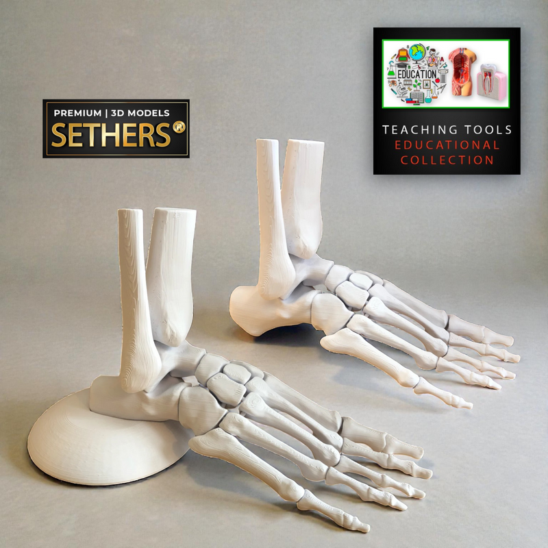 Anatomical Human Foot Model | Educational | 3D Printer Model Files