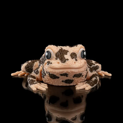 American Ground Frog | Articulated | 3D Printer Model Files