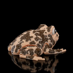 American Ground Frog | Articulated | 3D Printer Model Files