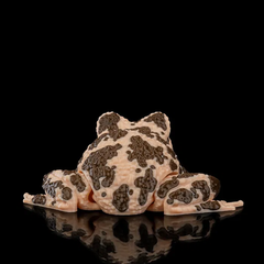 American Ground Frog | Articulated | 3D Printer Model Files