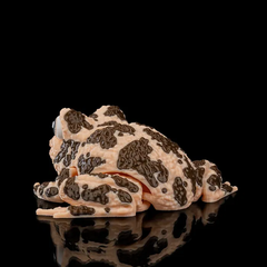 American Ground Frog | Articulated | 3D Printer Model Files