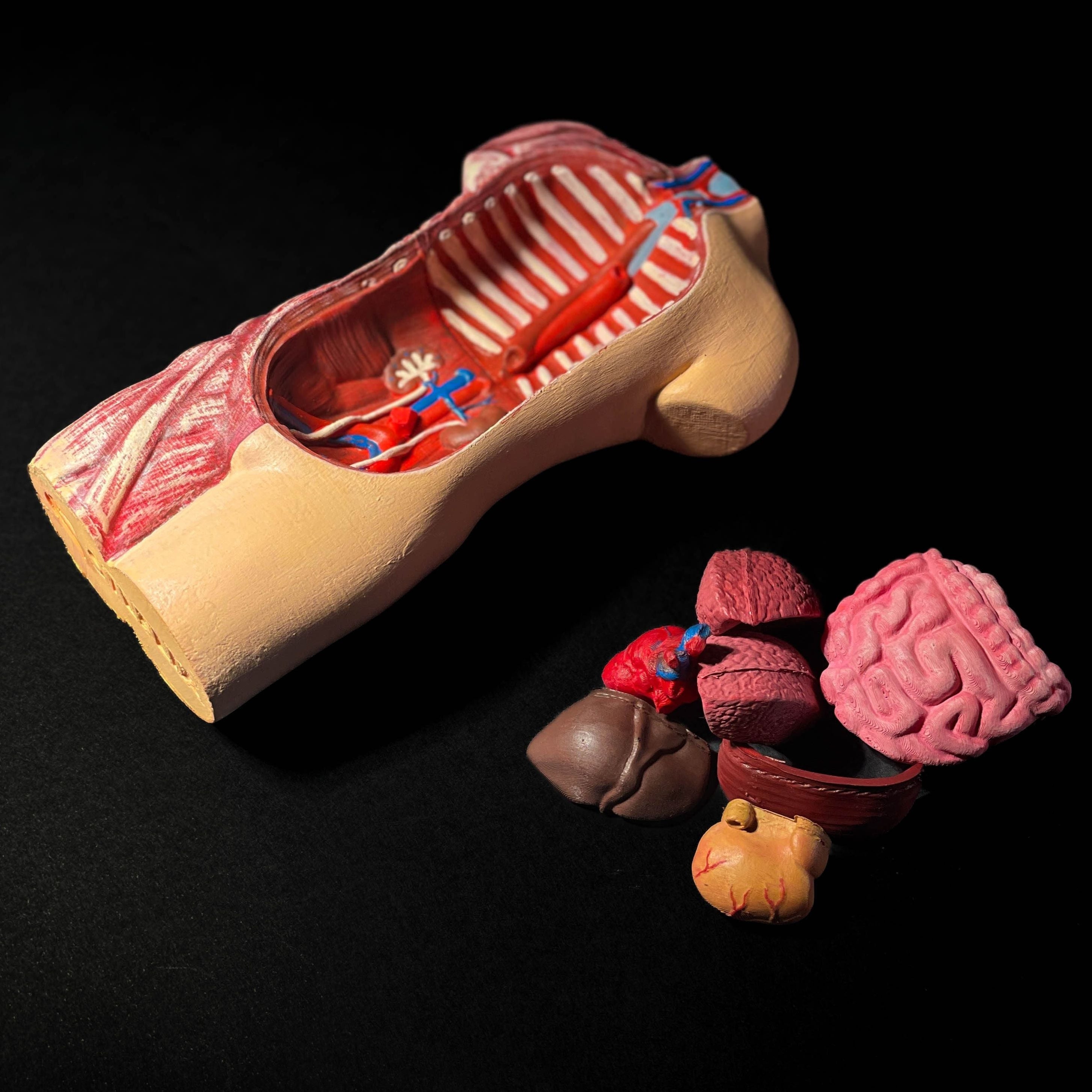 Anatomical Human Body Model | 3D Printer Model Files