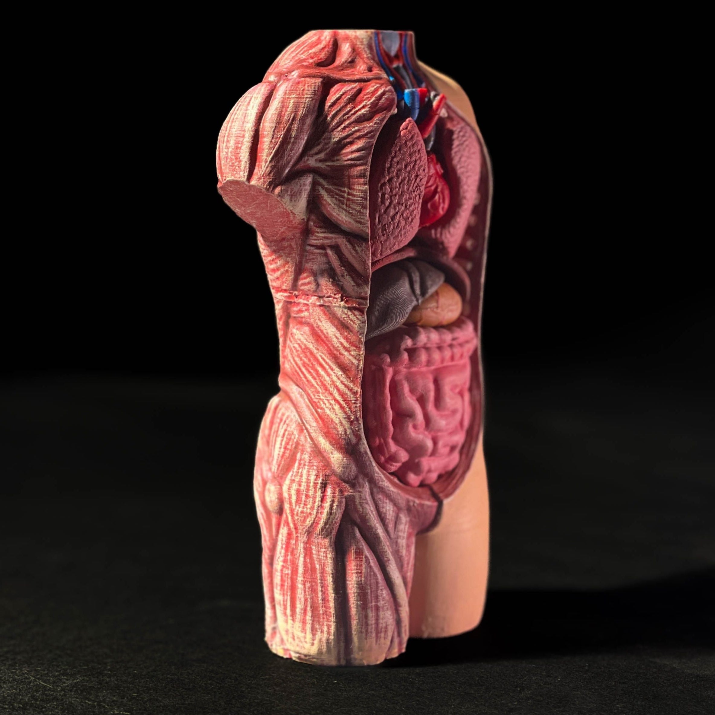 Anatomical Human Body Model | 3D Printer Model Files