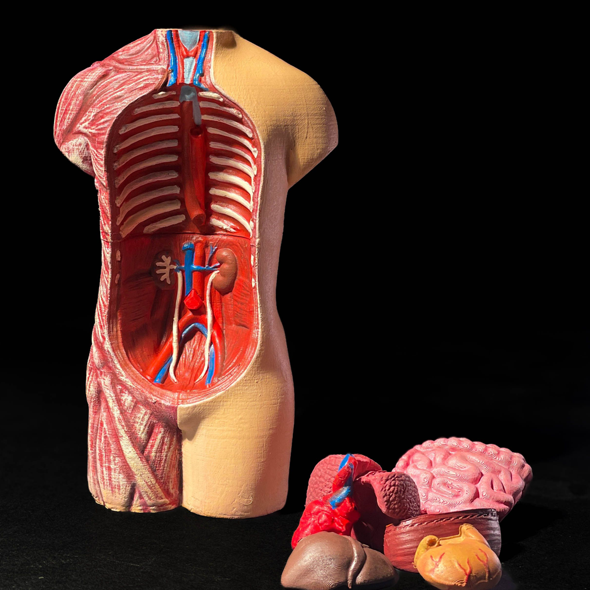 Human Roolmodel 3d Printer Human Model