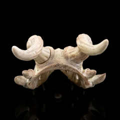 Dragon Bone Hair Pin | 3D Printer Model Files