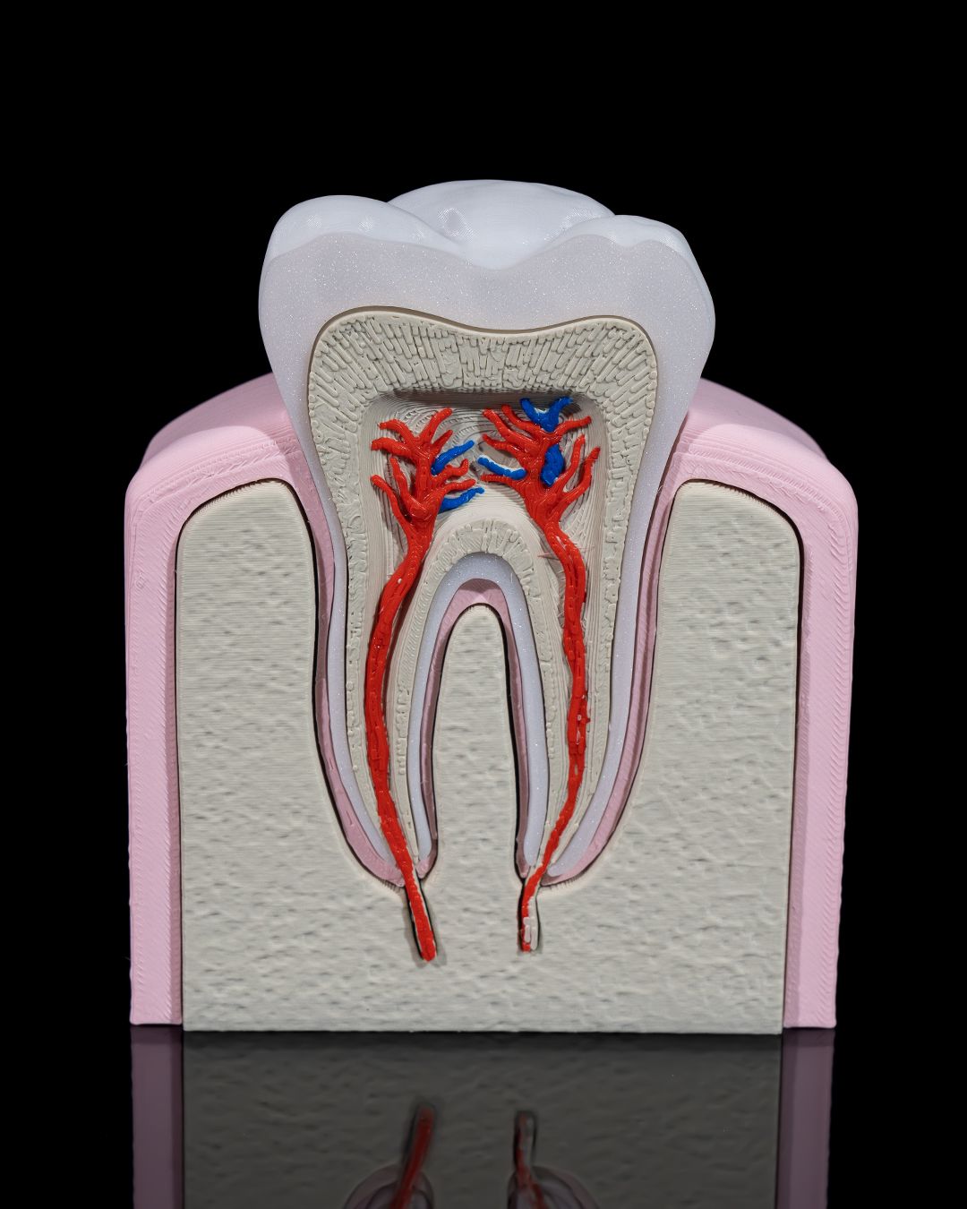 Healthy Premolar Tooth 3D Printer Model Files