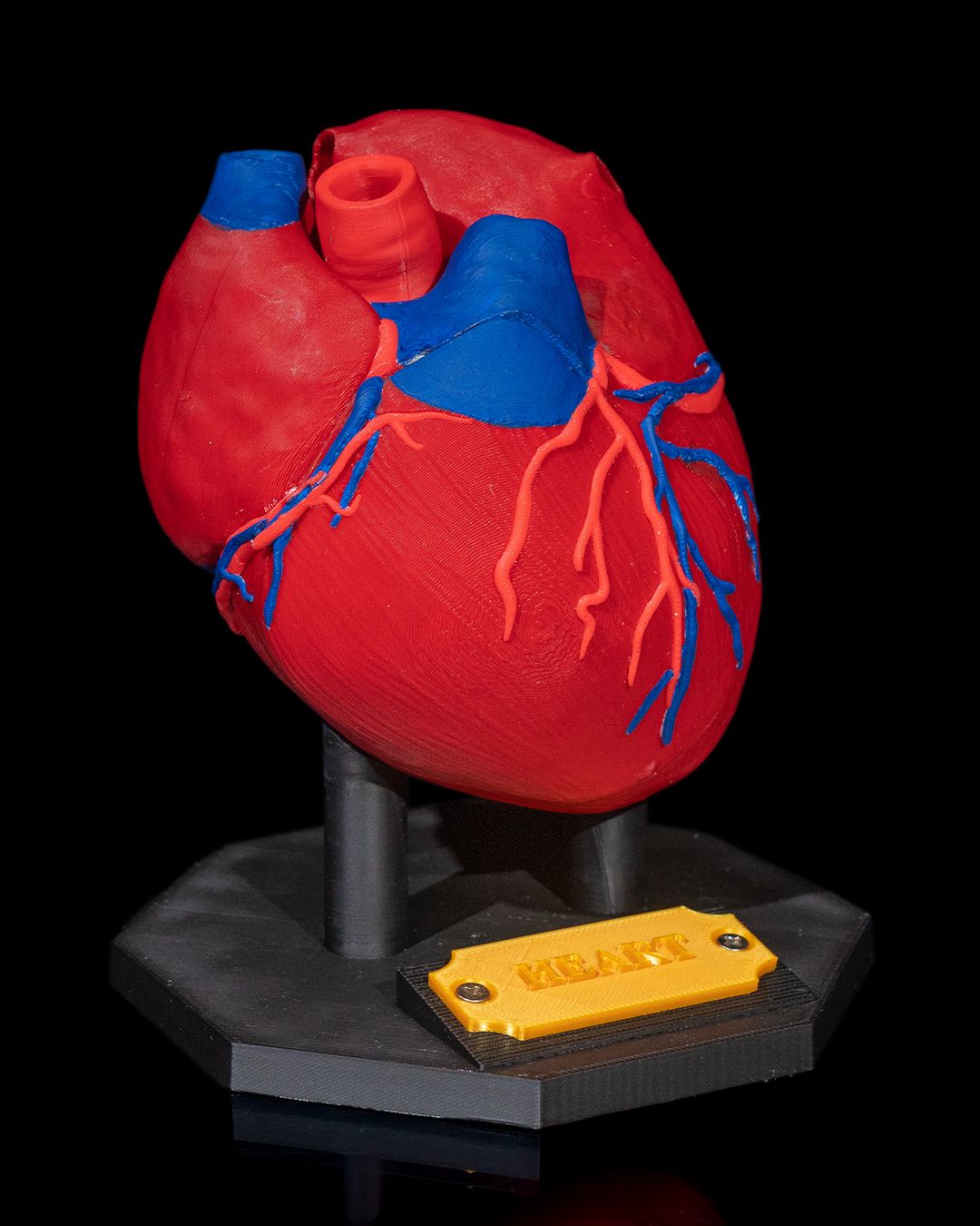 Heart Anatomical Model 3D Printer Model Files