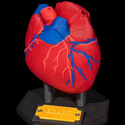 Heart Anatomical Model | 3D Printer Model Files
