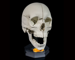 Human Adult Skull