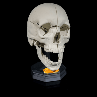 Human Adult Skull | 3D Printer Model Files