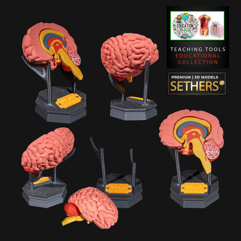Human Brain | Anatomically Correct Model | 3D Printing Models