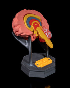 Human Brain | 3D Printer Model Files