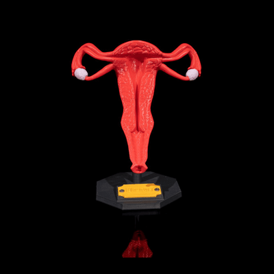 Human Uterus | 3D Printer Model Files