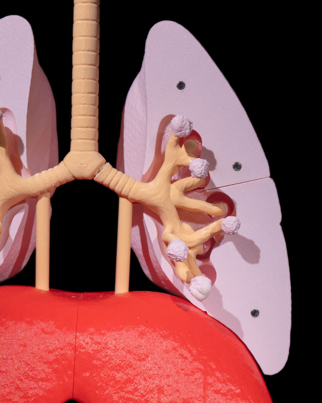 Lung Anatomical Model 3D Printer Model Files